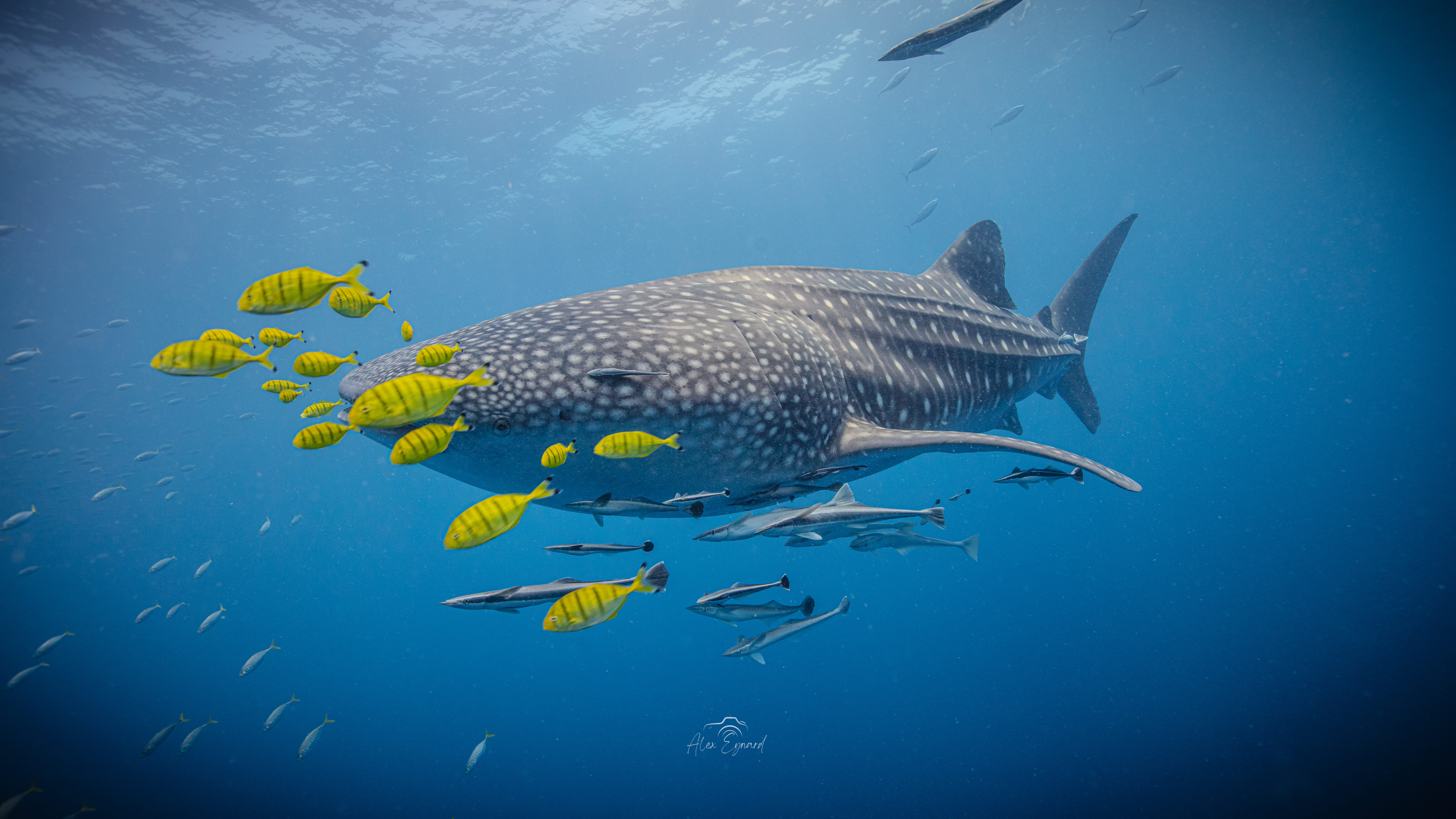 Observation des baleines