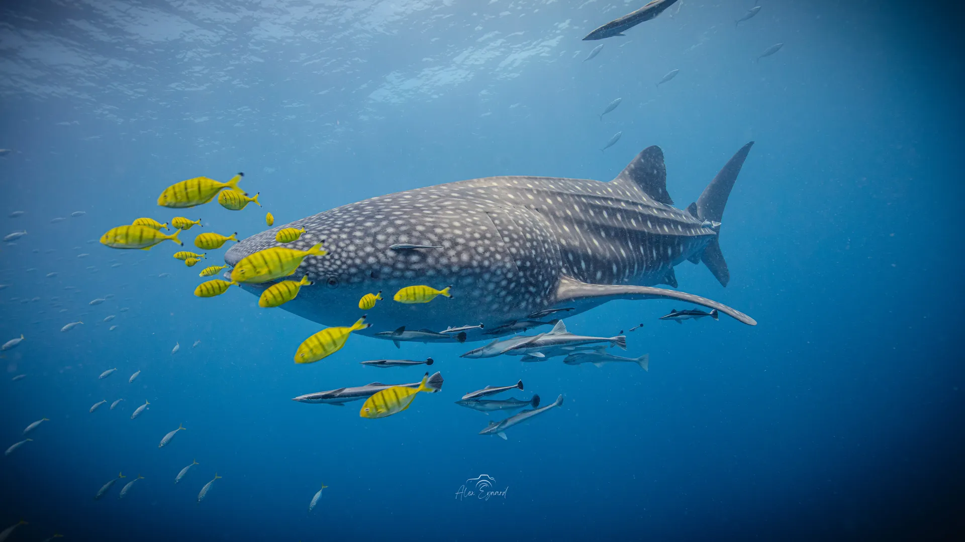 Observation des baleines